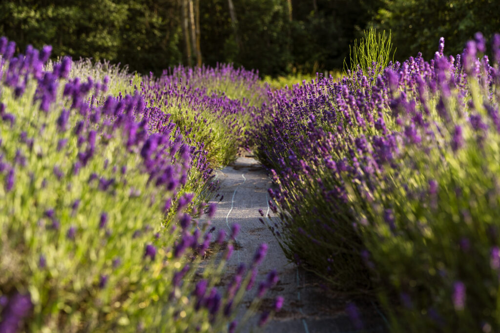 high angle beautiful lavender path